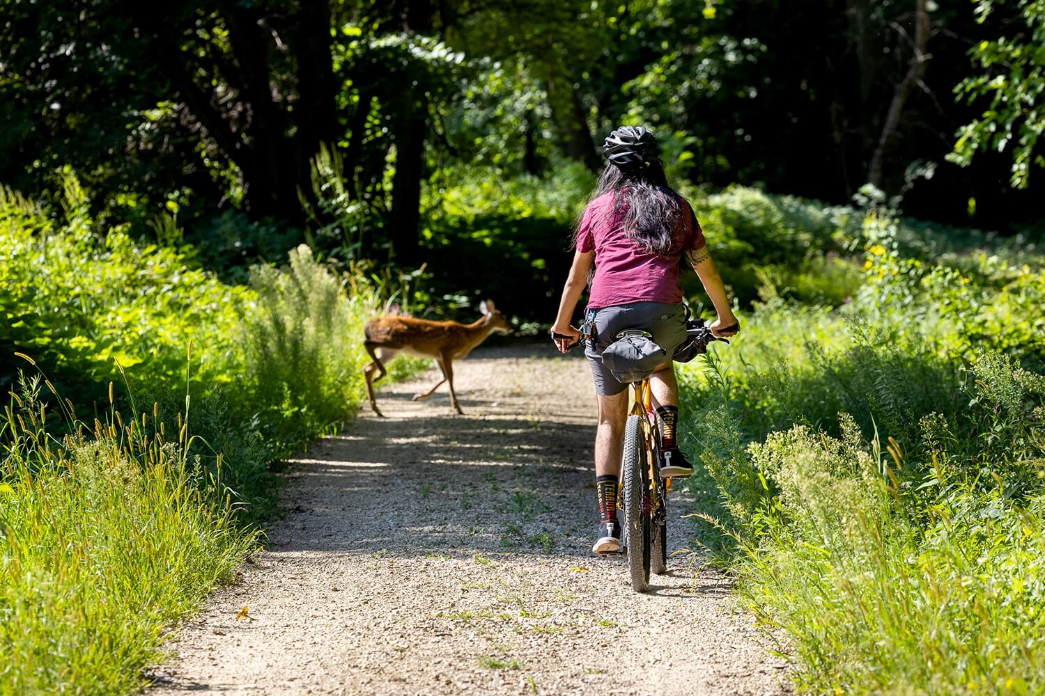 Cyclist shown from behind rides on a gravel trail as a deer crosses the path.